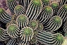 Many Armed Cactus